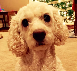 Amy Colella & Toby