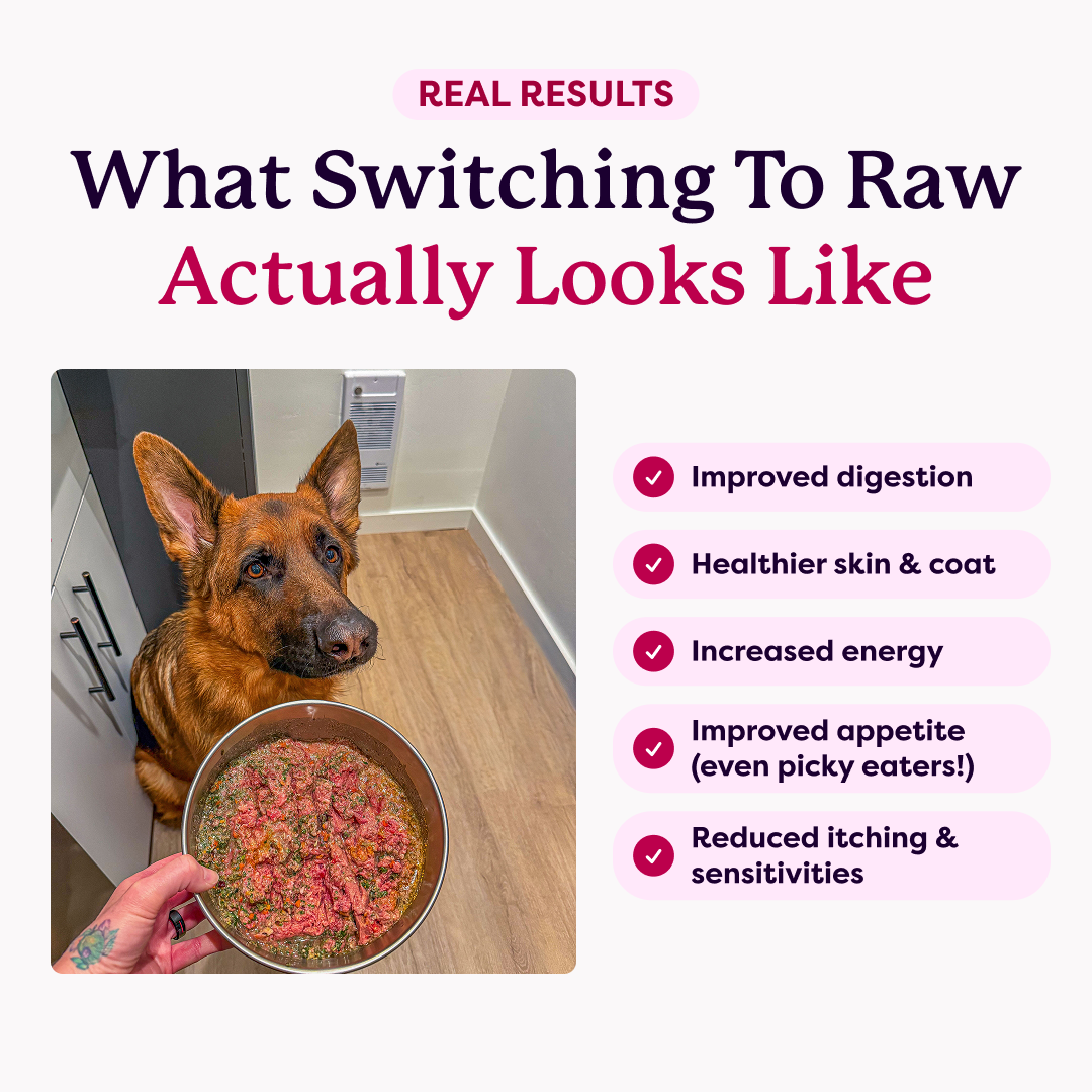 German Shepherd looking up at bowl of raw dog food with text listing benefits of switching to a raw diet