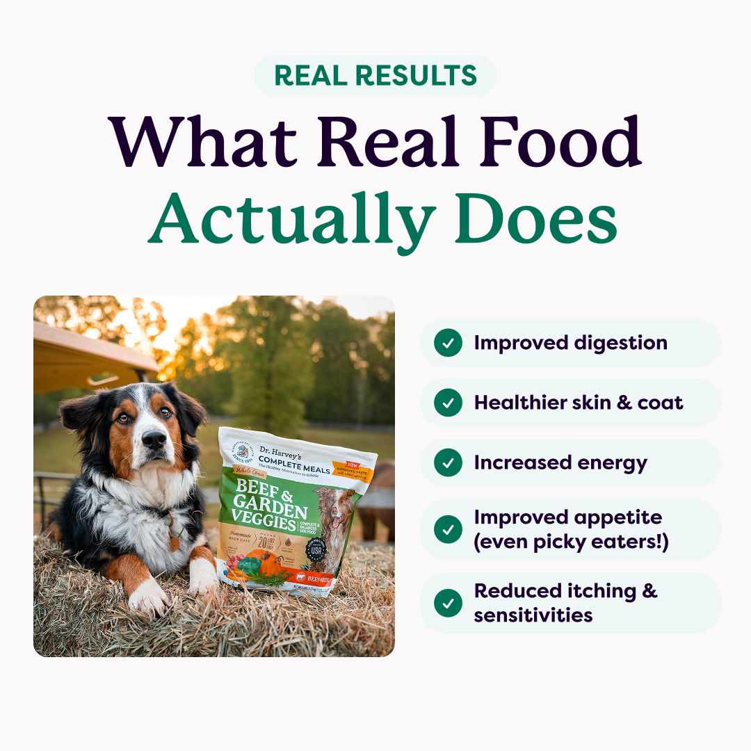 Bernese Mountain Dog with Dr. Harvey's Beef & Garden Veggies Complete Meals bag; text lists real food benefits for dogs