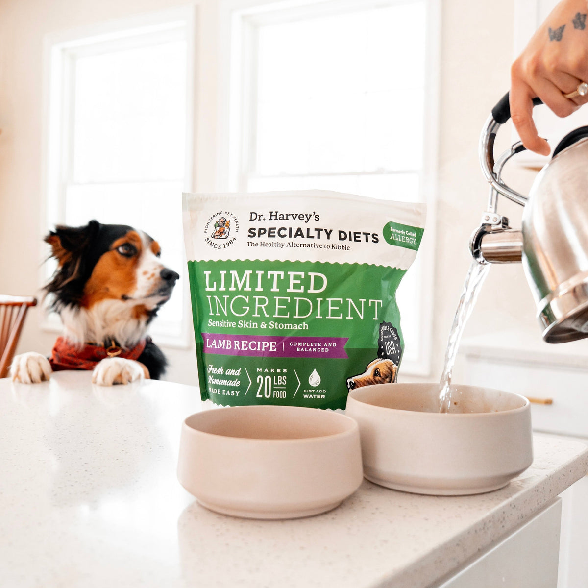 Dr. Harvey's Limited Ingredient Lamb Recipe dog food bag on counter with water being poured into bowl, curious tricolor dog watching