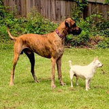 Michelle Meek and Atticus