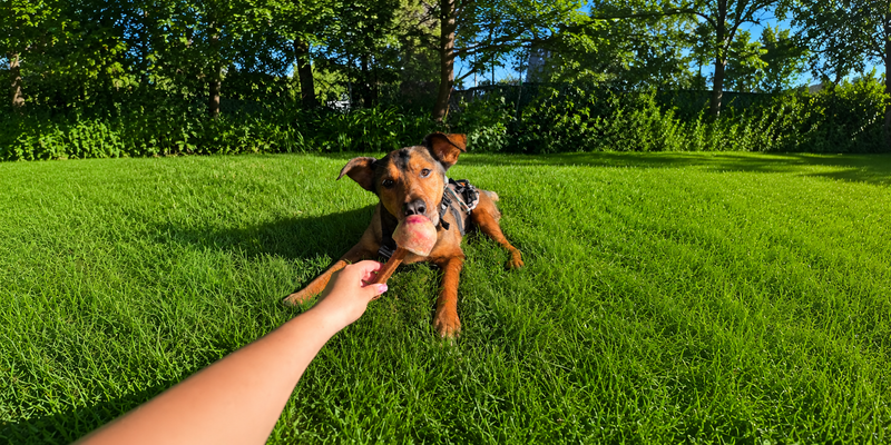 Hydrating Pup Pops