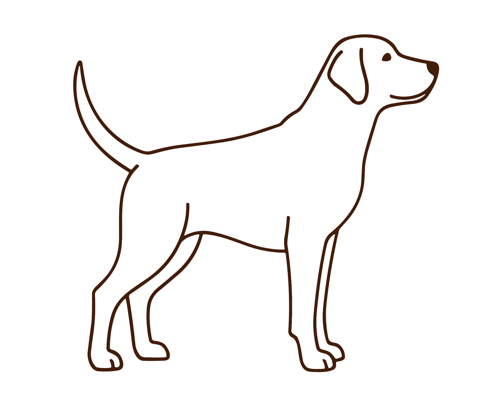 Line drawing outline illustration of a Labrador Retriever dog standing in profile