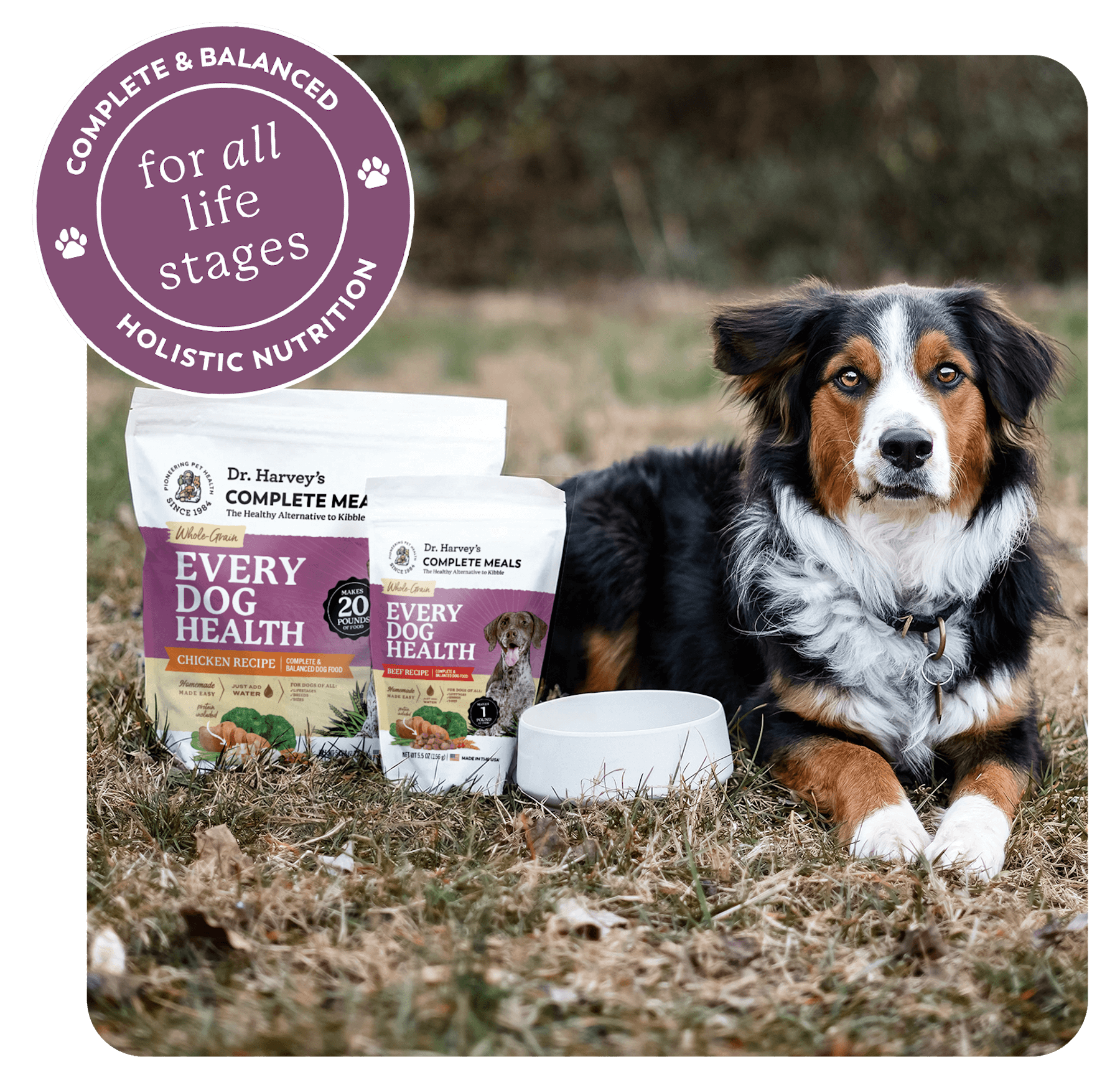 Dr. Harvey's Every Dog Health Chicken and Beef Recipe dog food bags with bowl beside a tri-color Australian Shepherd