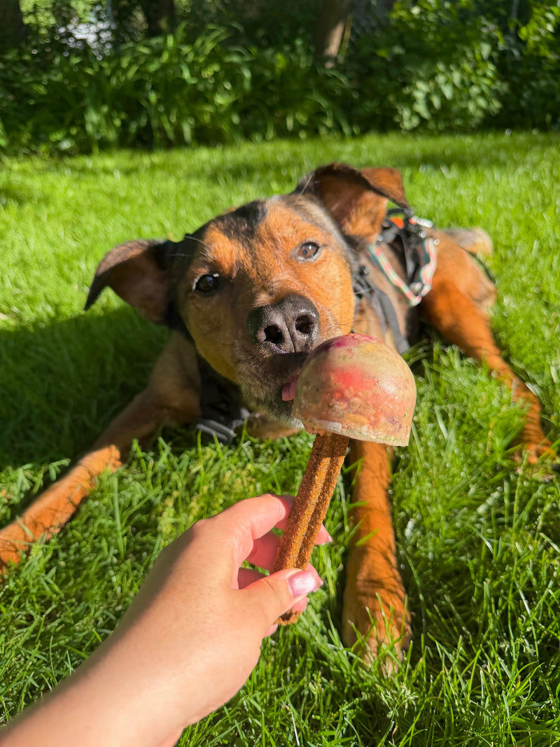 Hydrating Pup Pops