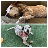 April Polichette and Penny