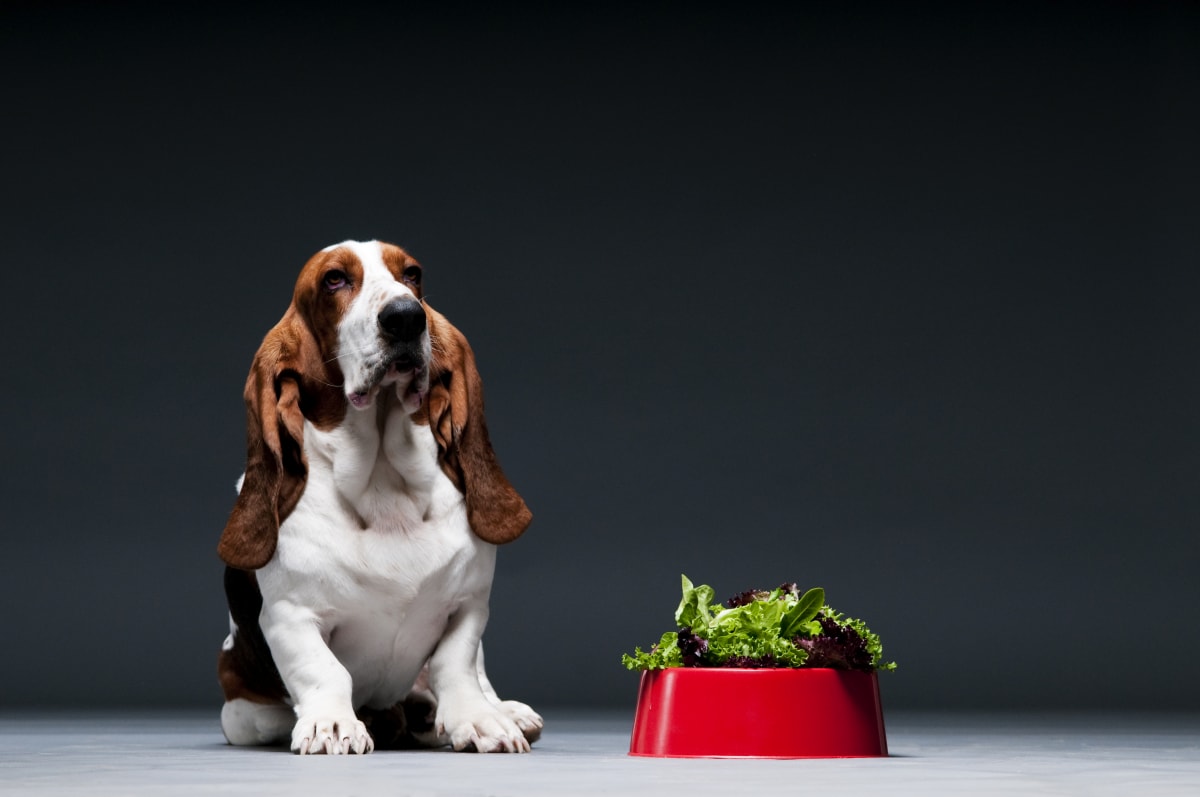 Dog sitting next to a red bowl filled with green vegetables on a dark background
