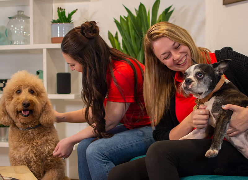 Dr. Harvey's customer service team with dogs