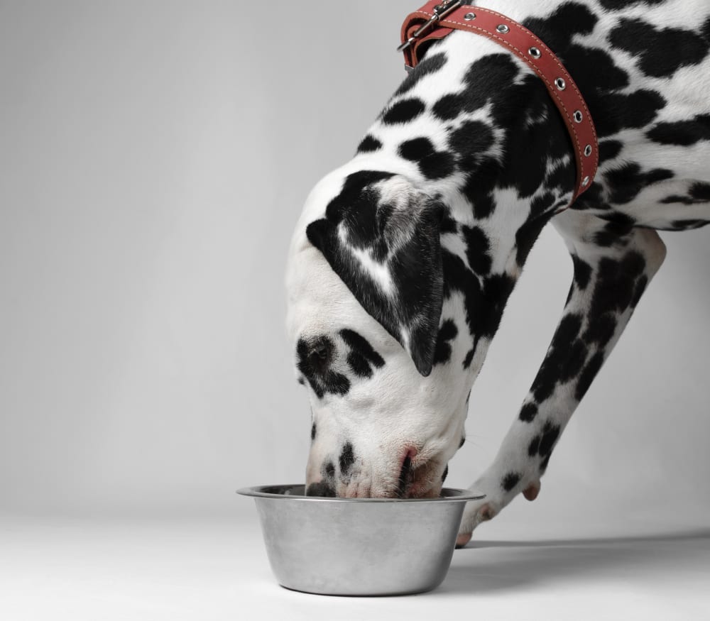 Dalmatian dog eating from a metal bowl on a plain background