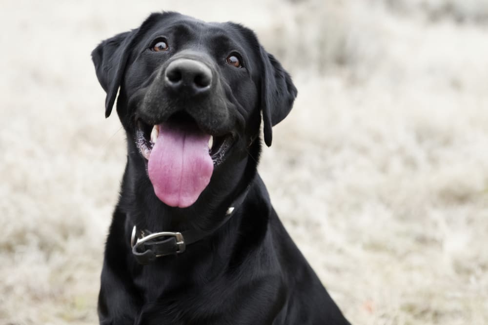 Black happy dog with a pink tongue on a blurred background