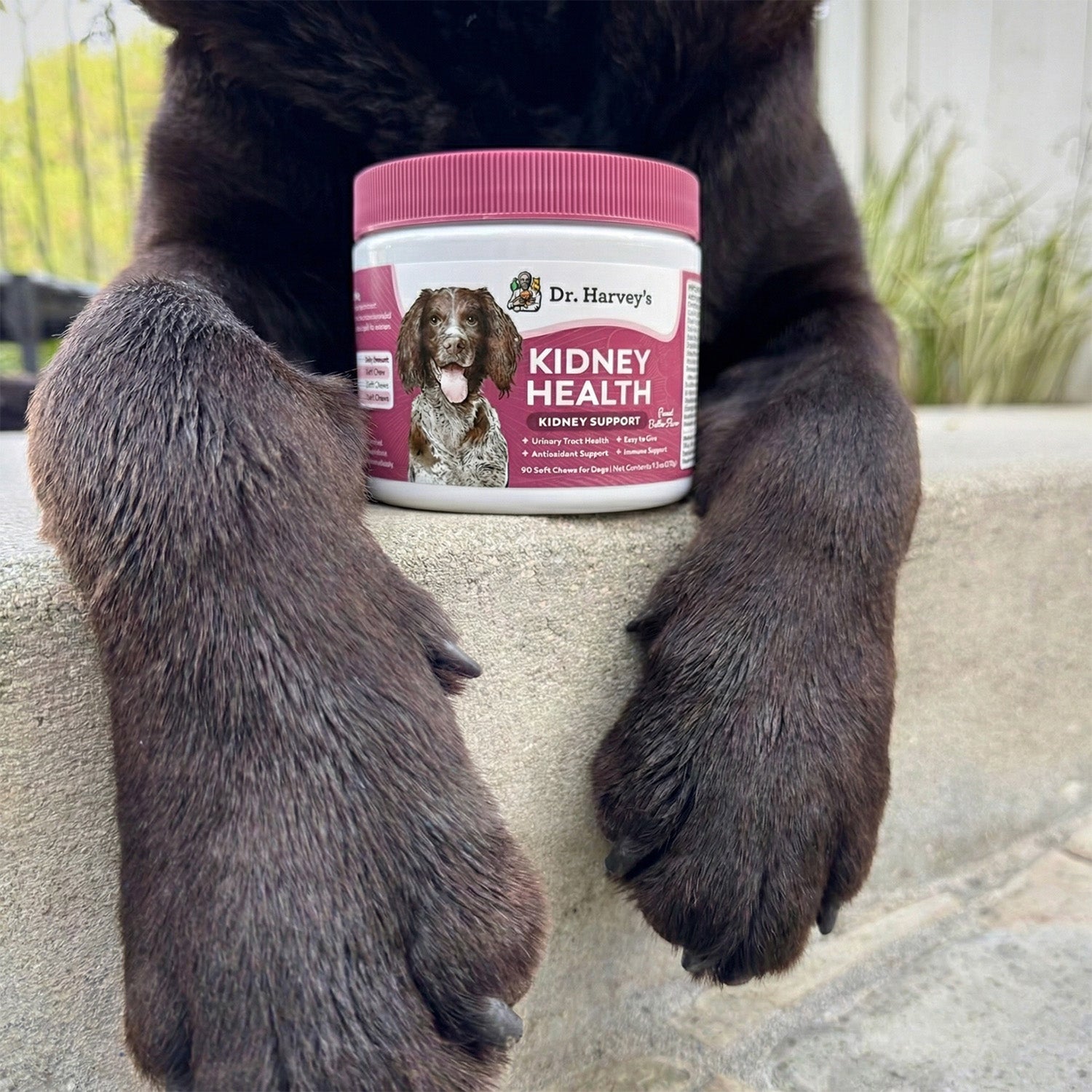 Kidney Health Soft Chews