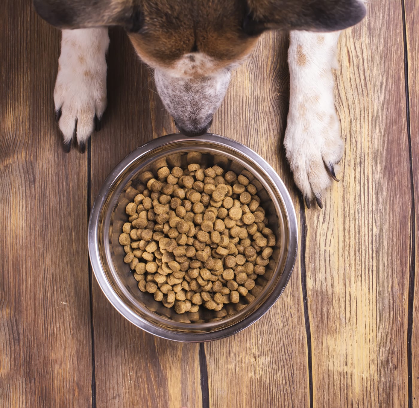 Kidneys hate kibble