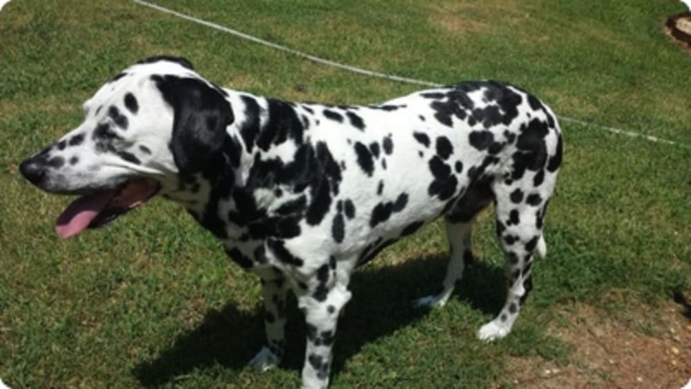 “Good news for Ranger: Kidney health improving”