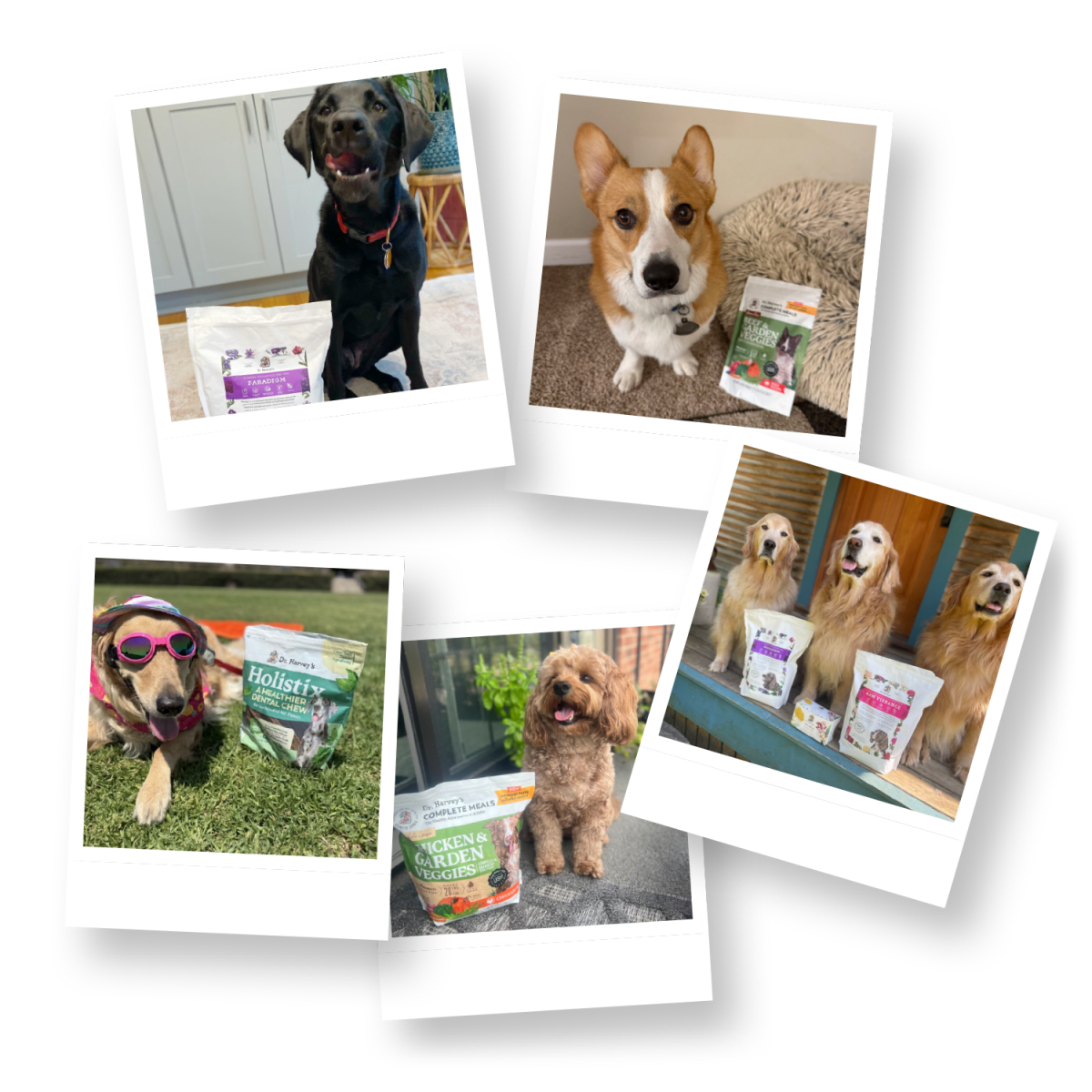 Collage of dogs with Dr. Harvey's pet food products including Paradigm, Holistix Dental Chews, and Chicken & Garden Veggies