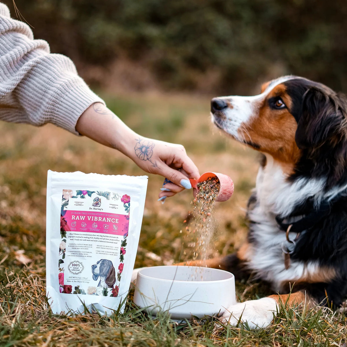 Person pouring Dr. Harvey's Raw Vibrance grain-free dog food mix into a bowl for a tri-color Australian Shepherd
